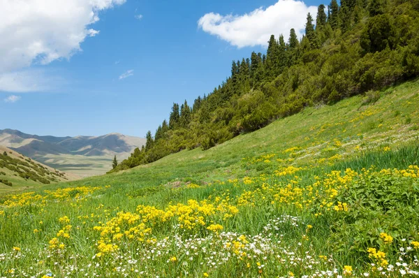 İğde. iğde veya iğde, cinsidir tür çiçekli bitki Elaeagnaceae aile hakkında.