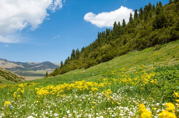 İğde. iğde veya iğde, cinsidir tür çiçekli bitki Elaeagnaceae aile hakkında.