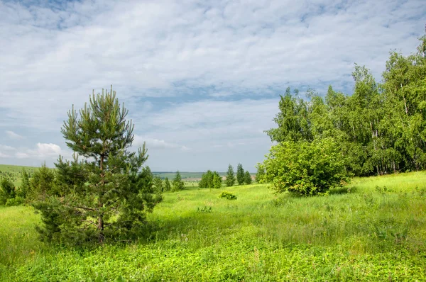 Yaz çayır. Genç ağaçlar. Huş ağacı ve çam. Mavi gökyüzü