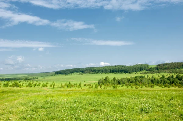 Yaz çayır. Genç ağaçlar. Huş ağacı ve çam. Mavi gökyüzü