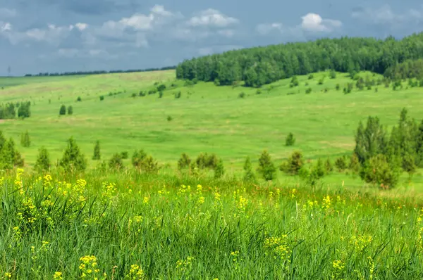 Yaz çayır. Genç ağaçlar. Huş ağacı ve çam. Mavi gökyüzü