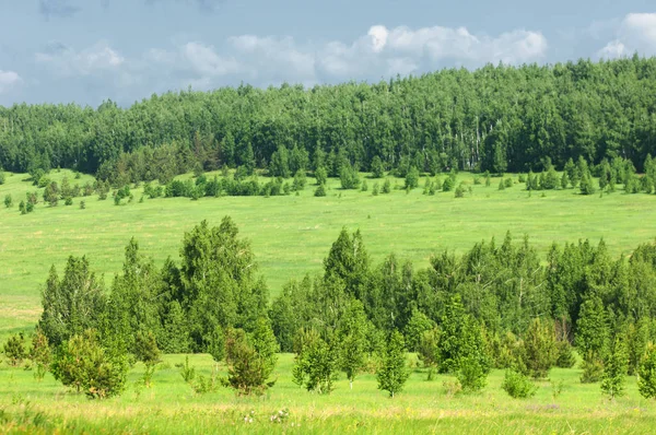 Yaz çayır. Genç ağaçlar. Huş ağacı ve çam. Mavi gökyüzü