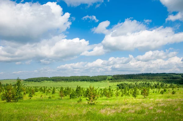 Summer Meadow Young Trees Birch Pine Blue Sky — Stock Photo, Image