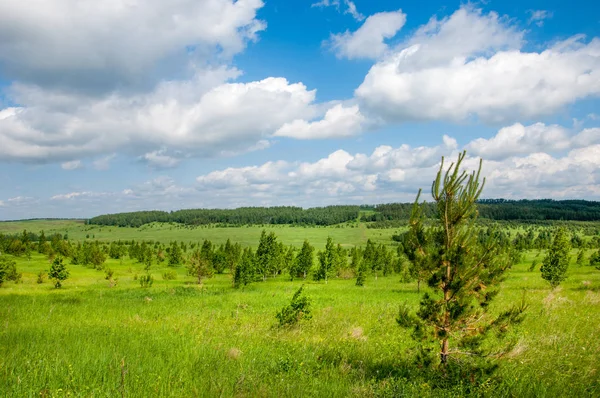Yaz çayır. Genç ağaçlar. Huş ağacı ve çam. Mavi gökyüzü