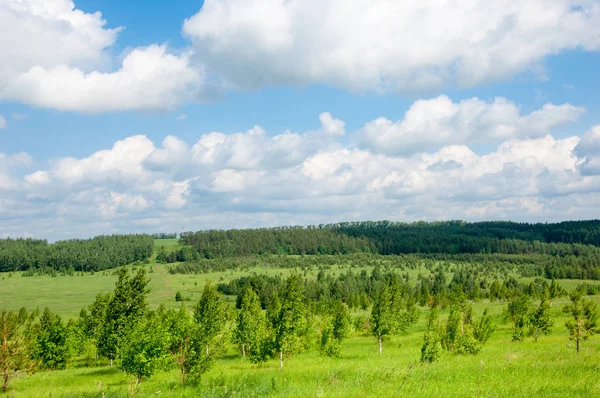 Yaz çayır. Genç ağaçlar. Huş ağacı ve çam. Mavi gökyüzü