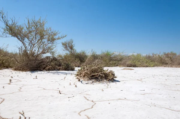  Salin. Doğada fotoğrafı