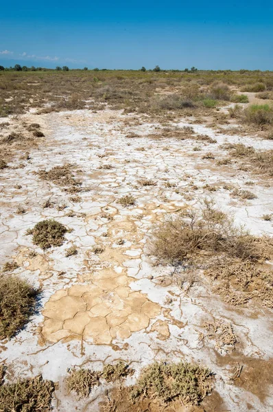  Salin. Doğada fotoğrafı