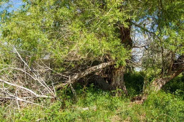 İğde. iğde veya iğde, cinsidir tür çiçekli bitki Elaeagnaceae aile hakkında.