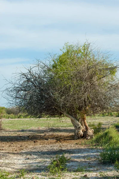 Bozkır yazın. Tuzlu toprak erozyonu. Reed