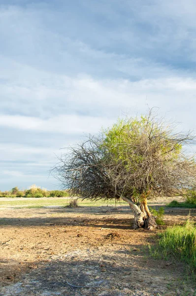 Bozkır yazın. Tuzlu toprak erozyonu. Reed