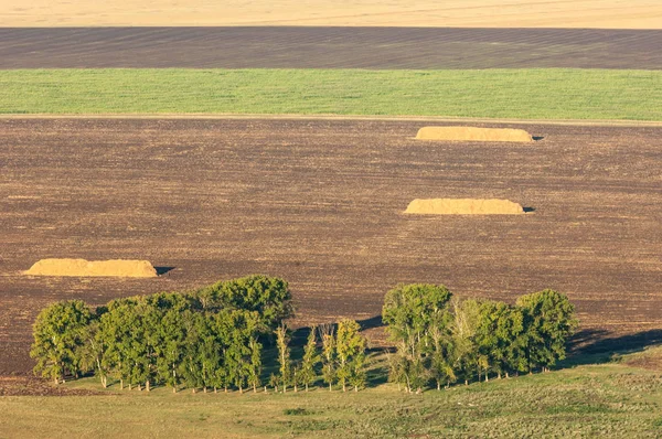 Summer Freshly Plowed Field Straw Stacks Poplars — Stock Photo, Image