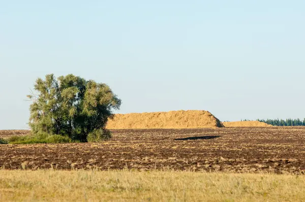 夏天刚犁过的田野 在堆栈中 杨树的稻草 — 图库照片