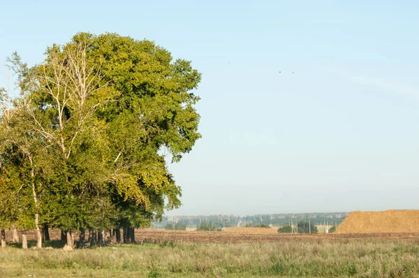Yaz aylarında taze sürülmüş alan, saman yığınları, kavak