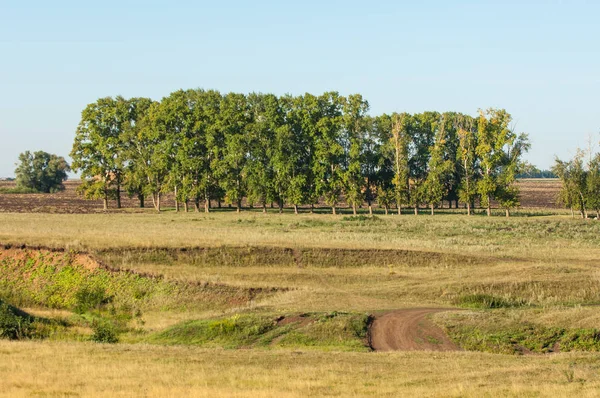 Été Dans Champ Fraîchement Labouré Paille Tas Peupliers — Photo