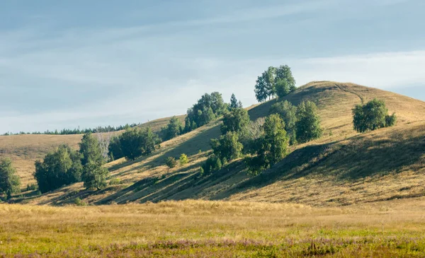 Yaz huş tepeler. Geç yaz aylarında solmuş çimen