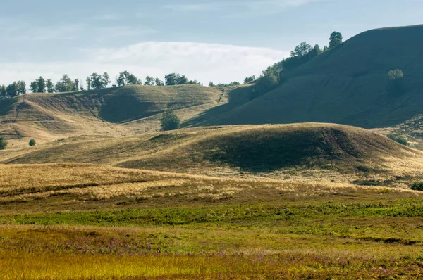 Yaz huş tepeler. Geç yaz aylarında solmuş çimen