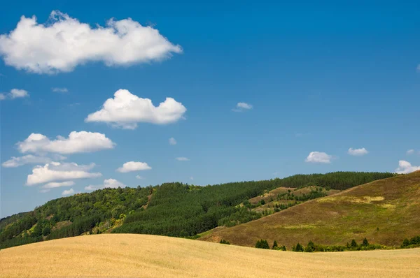 Buğday alan arka plan dağlar üzerinde