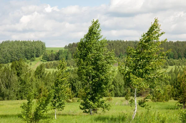 Summer Pine Birch Great Landscape Birch Pine Yellow Green Grass — Stock Photo, Image