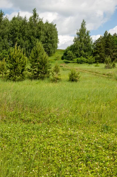 Летняя Сосновая Береза Отличный Пейзаж Береза Сосна Желтая Зеленая Трава — стоковое фото