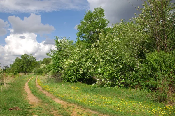 Yaban elması ve yaban elması. Malus, gülgiller (Rosaceae) familyasından bir elma ağacı cinsidir.