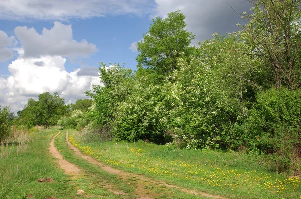Yaban elması ve yaban elması. Malus, gülgiller (Rosaceae) familyasından bir elma ağacı cinsidir.