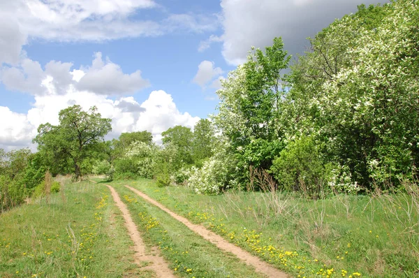 Yaban elması ve yaban elması. Malus, gülgiller (Rosaceae) familyasından bir elma ağacı cinsidir.
