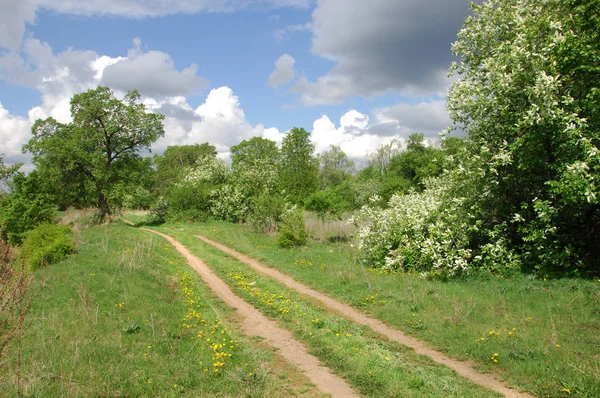 Yaban elması ve yaban elması. Malus, gülgiller (Rosaceae) familyasından bir elma ağacı cinsidir.