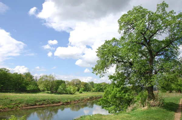 Yaban elması ve yaban elması. Malus, gülgiller (Rosaceae) familyasından bir elma ağacı cinsidir.