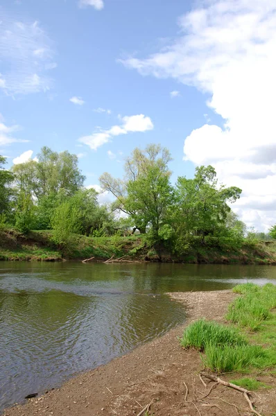 Jablko Jablko Malus Rod Druhu Malých Listnatých Jabloní Nebo Keřů — Stock fotografie