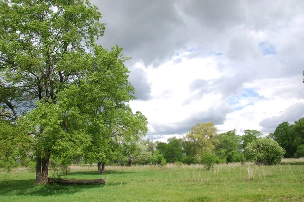 Yaban elması ve yaban elması. Malus, gülgiller (Rosaceae) familyasından bir elma ağacı cinsidir.