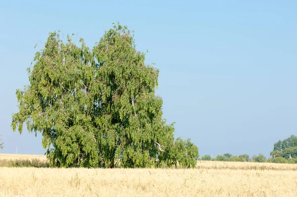 Yaban elması ve yaban elması. Malus, gülgiller (Rosaceae) familyasından bir elma ağacı cinsidir.