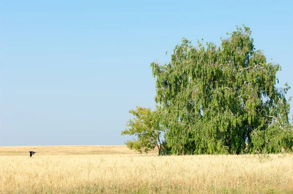 Yaban elması ve yaban elması. Malus, gülgiller (Rosaceae) familyasından bir elma ağacı cinsidir.