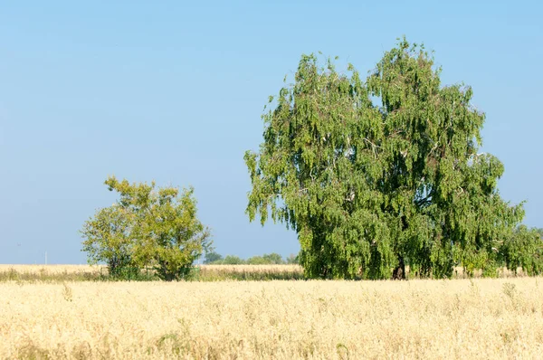 Kreeft Wilde Appel Malus Een Geslacht Van Kleine Loofbomen Struiken — Stockfoto