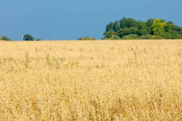 Kreeft Wilde Appel Malus Een Geslacht Van Kleine Loofbomen Struiken — Stockfoto