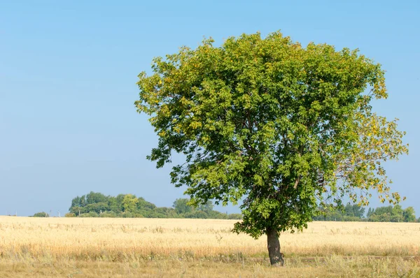Yaban elması ve yaban elması. Malus, gülgiller (Rosaceae) familyasından bir elma ağacı cinsidir.