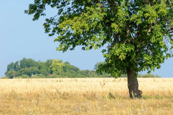 Yaban elması ve yaban elması. Malus, gülgiller (Rosaceae) familyasından bir elma ağacı cinsidir.