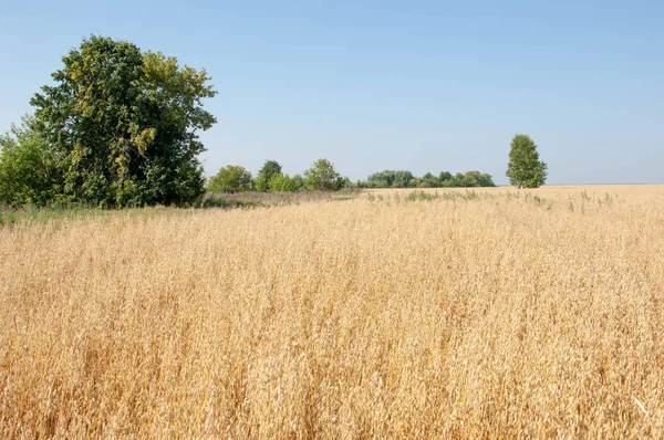 Yaban elması ve yaban elması. Malus, gülgiller (Rosaceae) familyasından bir elma ağacı cinsidir.