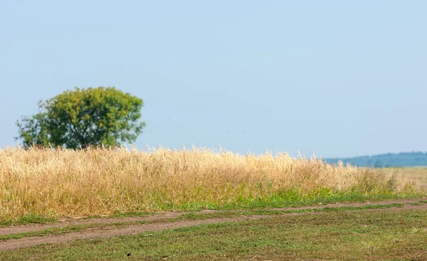 Yaban elması ve yaban elması. Malus, gülgiller (Rosaceae) familyasından bir elma ağacı cinsidir.
