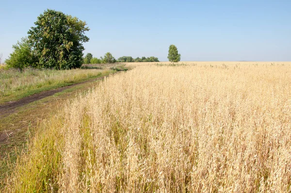 Yaban elması ve yaban elması. Malus, gülgiller (Rosaceae) familyasından bir elma ağacı cinsidir.