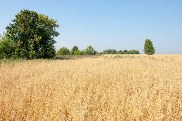Yaban elması ve yaban elması. Malus, gülgiller (Rosaceae) familyasından bir elma ağacı cinsidir.