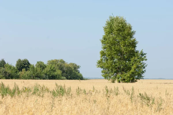Yaban elması ve yaban elması. Malus, gülgiller (Rosaceae) familyasından bir elma ağacı cinsidir.