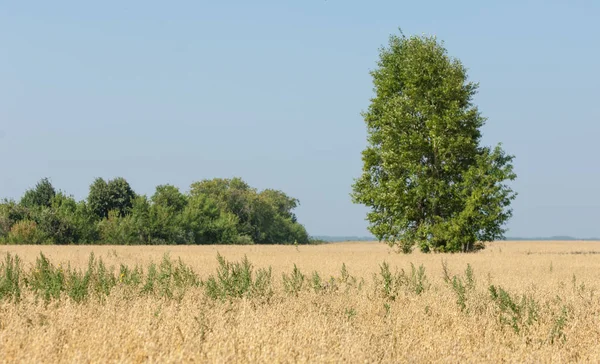 Yaban elması ve yaban elması. Malus, gülgiller (Rosaceae) familyasından bir elma ağacı cinsidir.