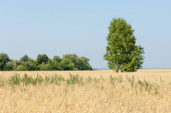 Kreeft Wilde Appel Malus Een Geslacht Van Kleine Loofbomen Struiken — Stockfoto