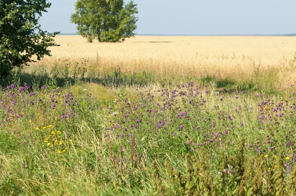 Yaban elması ve yaban elması. Malus, gülgiller (Rosaceae) familyasından bir elma ağacı cinsidir.