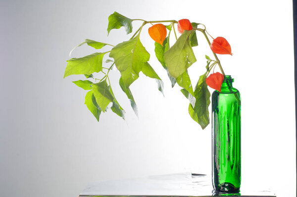 Crabapple and Wild apple. Malus  is a genus of about  species of small deciduous apple trees or shrubs in the family Rosaceae