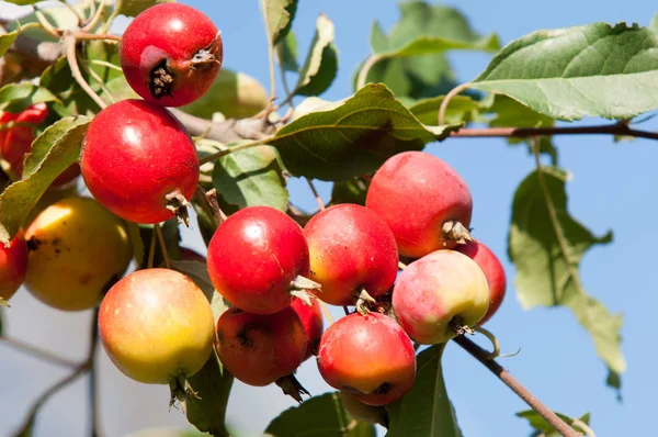 Yaban elması ve yaban elması. Malus, gülgiller (Rosaceae) familyasından bir elma ağacı cinsidir.