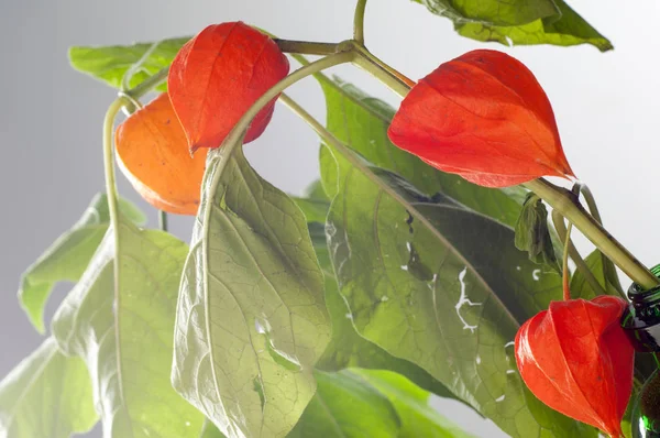 Yaban elması ve yaban elması. Malus, gülgiller (Rosaceae) familyasından bir elma ağacı cinsidir.