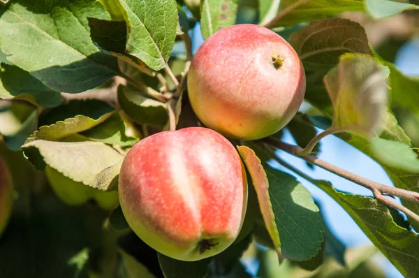 Κραμπάπλ Και Άγριο Μήλο Malus Είναι Ένα Γένος Από Μικρά — Φωτογραφία Αρχείου