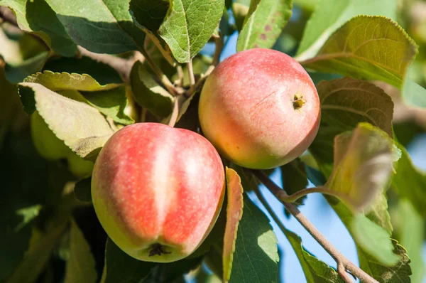 Yaban elması ve yaban elması. Malus, gülgiller (Rosaceae) familyasından bir elma ağacı cinsidir.