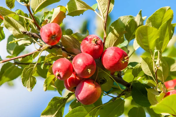 Cangrejo Manzana Silvestre Malus Género Manzanos Perteneciente Familia Rosaceae — Foto de Stock